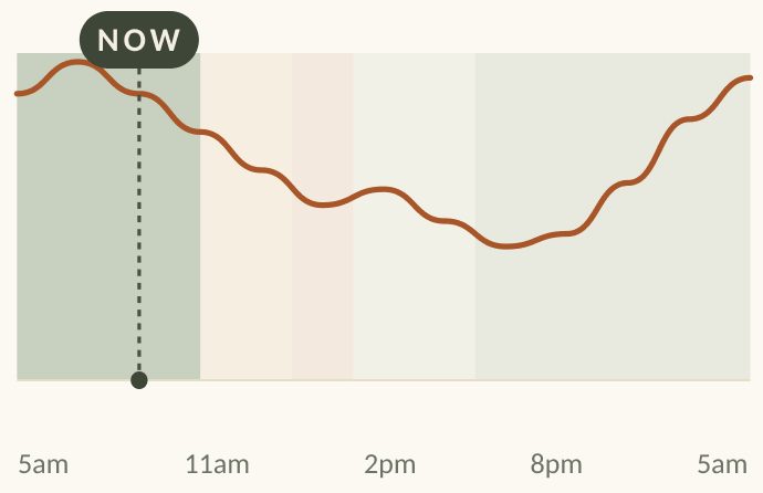 Testosterone across 24 hours, now marked in the morning.