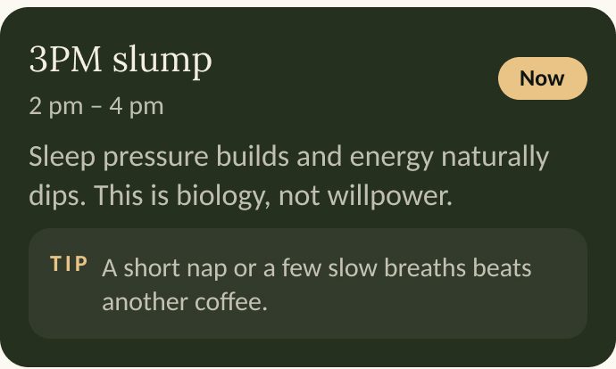 3PM slump: sleep pressure builds and energy dips. This is biology, not willpower.