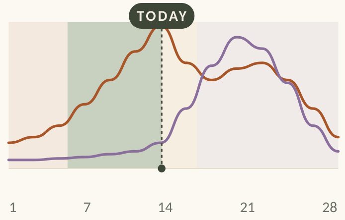 Oestrogen and progesterone across the cycle, today marked at day 14.